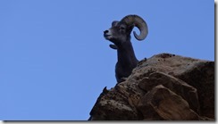 Goat at Red Rock Canyon, Las Vegas